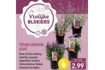 vlinderlokkende plant