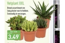 vetplant xxl