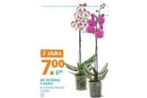 ah orchidee 1 takker