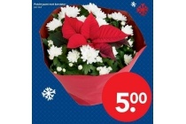 potchrysant met kerstster