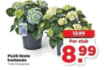 plus grote hortensia