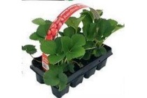 welkoop elsanta aardbeienplanten