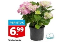 tuinhortensia