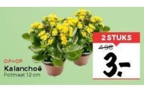 kalanchoe