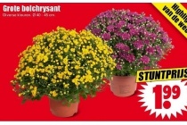 grote bolchrysant