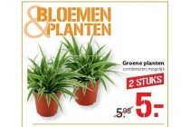 groene planten