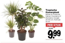 tropische kamerplant