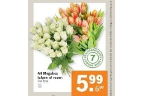 ah megabos tulpen of rozen