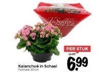 kalanchoe in schaal