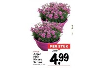 anjer pink kisses schaal