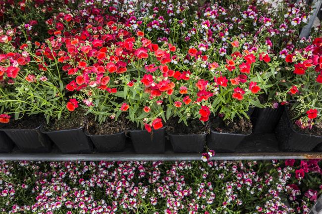 Groothandelaren in bloemen worden goed beoordeeld door Nederlandse klanten 