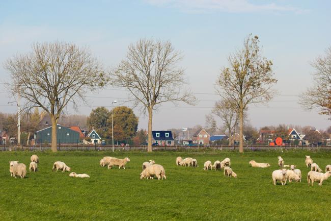 Achternamen de Jong en de Vries komen veel voor in de provincie Noord-Holland 