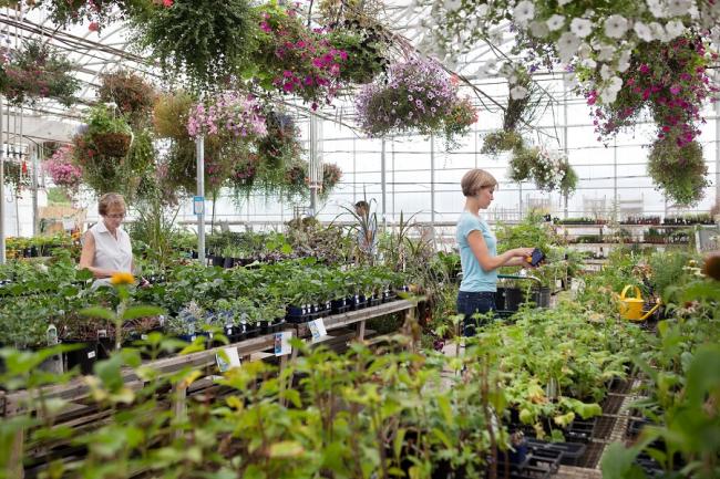 De vraag naar tuinplanten stijgt: zijn de tuincentra online klaar voor meer bezo De vraag naar tuinplanten stijgt: zijn de tuincentra online klaar voor meer bezo