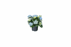 hortensia