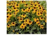 rudbeckia fulg little goldstar