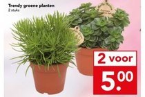 trendy groene planten 