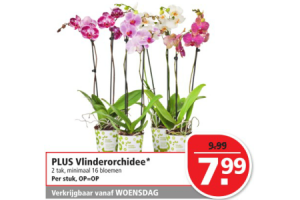 plus vlinderorchidee