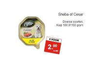 sheba of cesar
