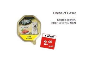 sheba of cesar