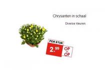 chrysanten in schaal