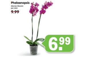 phalaenopsis