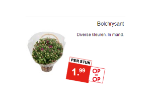 bolchrysant