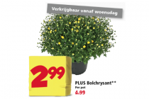 plus bolchrysant