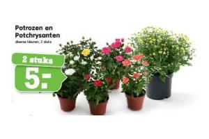 potrozen en potchrysanten