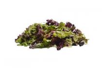 babyleaf slamix of rucola