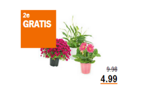 ah bolchrysant en bloeiende of groene plant in glas