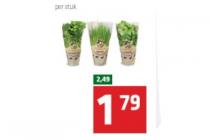 verse kruiden in pot