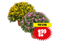 grote bolchrysant