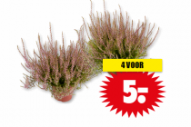 calluna