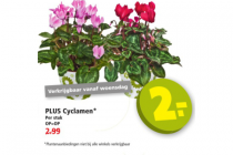 plus cyclamen