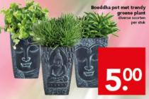 boeddha pot met trendy plant