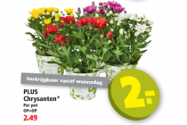 chrysanten