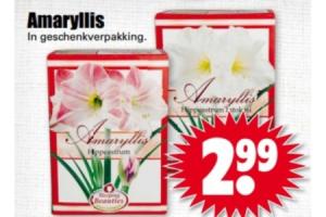 amaryllis