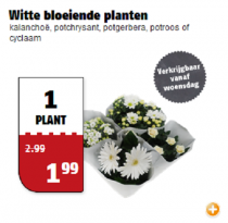 witte bloeiende planten