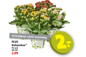 plus kalanchoe