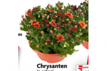 chrysanten