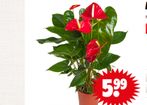 anthurium