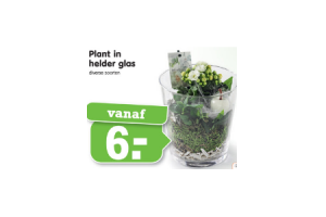 plant in helder glas