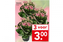 kalanchoe