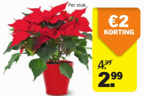 ah kerstster rood in sierpot