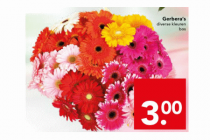 gerberas diverse kleuren