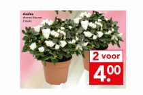 azalea 2 stuks