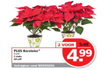 plus kerst ster