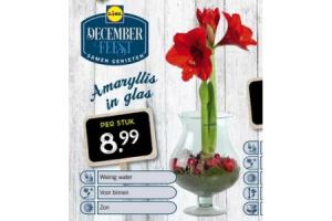 amaryllis in glas