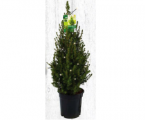 mini kerstboom met lichtjes