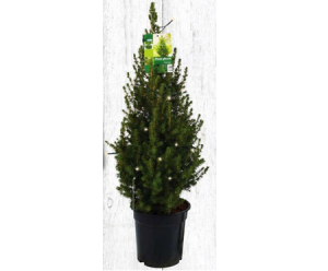 mini kerstboom met lichtjes